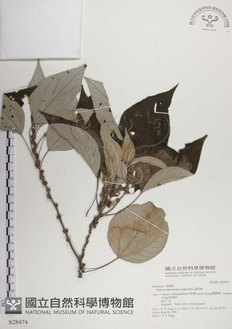 落尾麻藏品圖，第1張