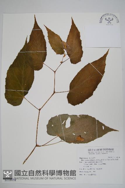 藤枝秋海棠藏品圖，第1張