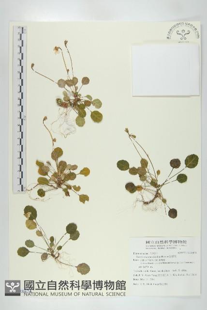 裂緣花藏品圖，第1張