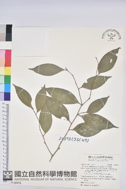 交力坪鐵色藏品圖，第1張