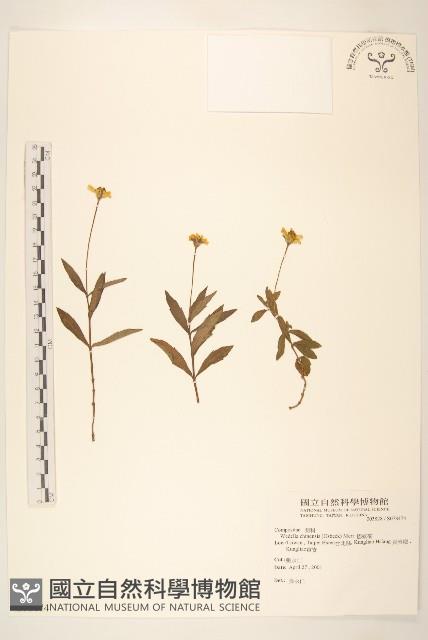 蟛蜞菊藏品圖，第1張