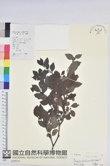 黑面神藏品圖，第1張