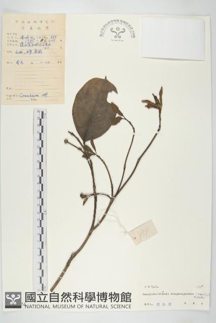 香港四照花藏品圖，第1張