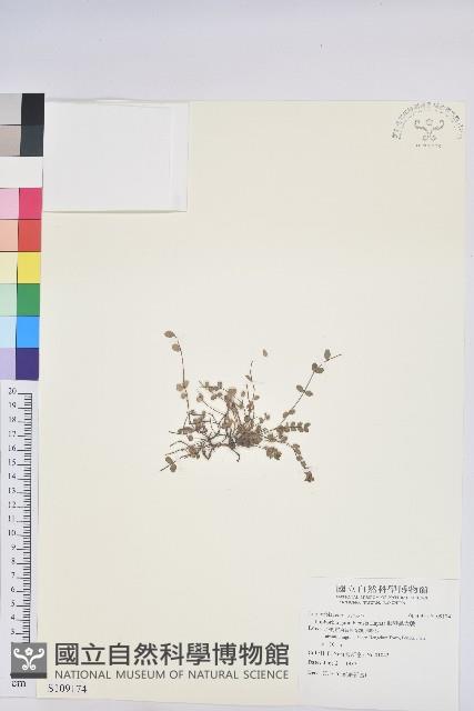 鵝鑾鼻大戟藏品圖，第1張