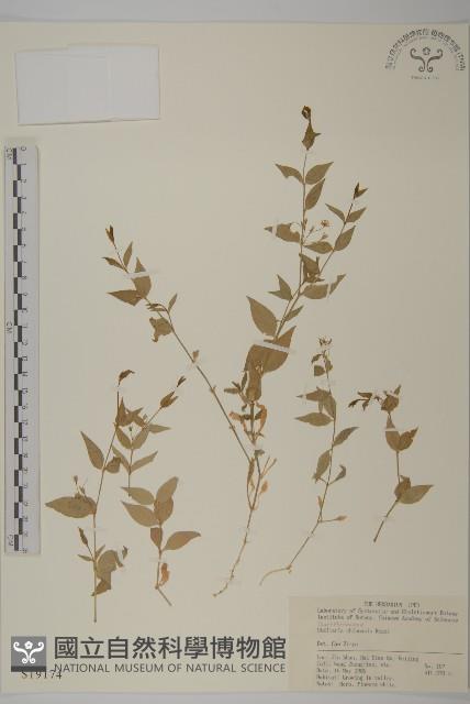 中國繁縷藏品圖，第1張