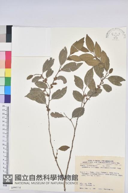 臺灣假黃楊藏品圖，第1張