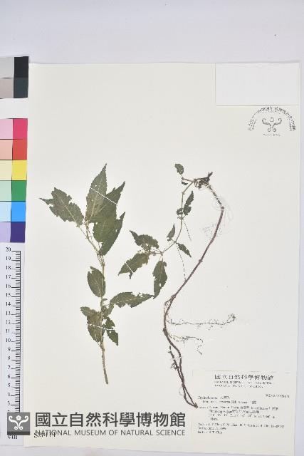 山靛藏品圖，第1張