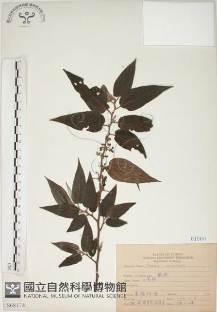 山黃麻藏品圖，第1張