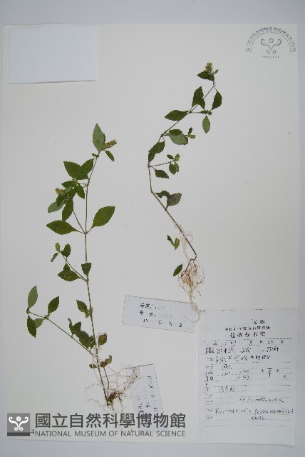 爵床、六角英藏品圖，第1張