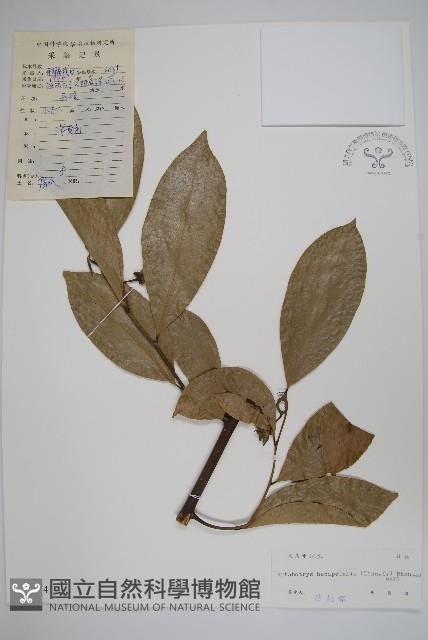 鷹爪花藏品圖，第1張