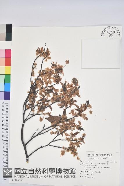 臺灣水青岡藏品圖，第1張