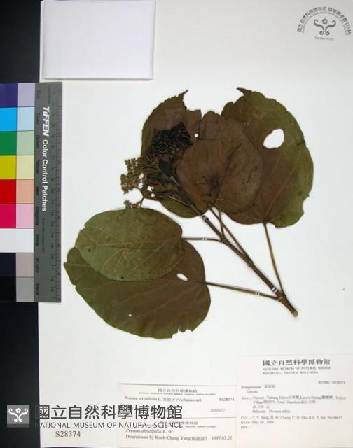 臭娘子藏品圖，第1張