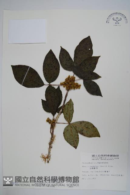 臺灣藤漆藏品圖，第1張