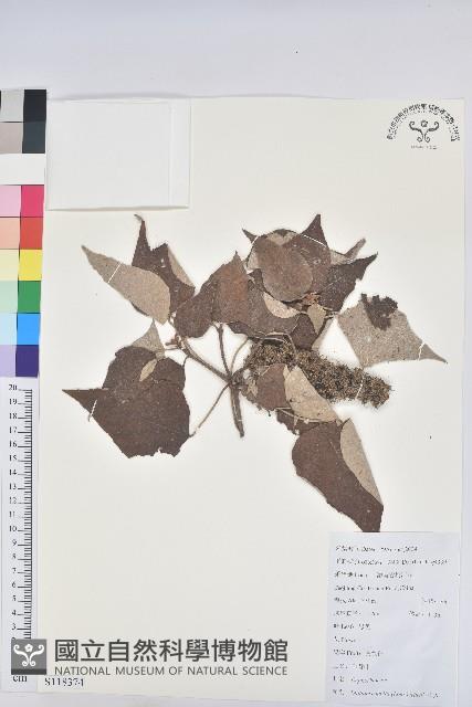 白背葉藏品圖，第1張