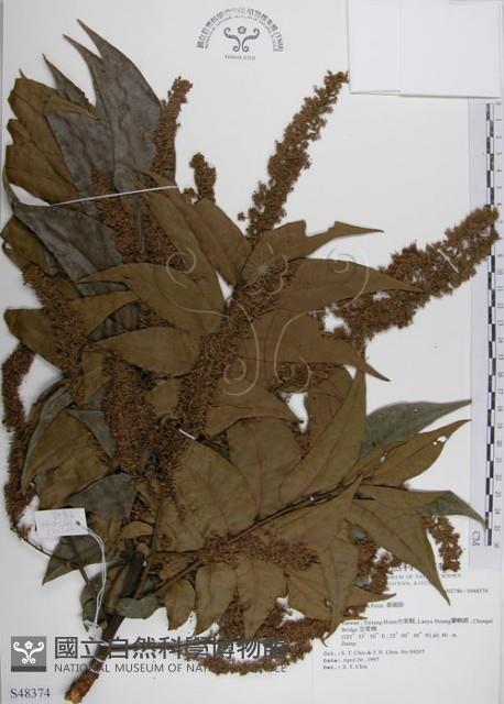 番龍眼藏品圖，第1張