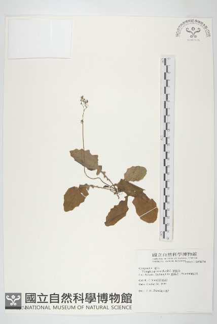 黃鵪菜藏品圖，第1張
