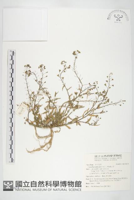 薺藏品圖，第1張