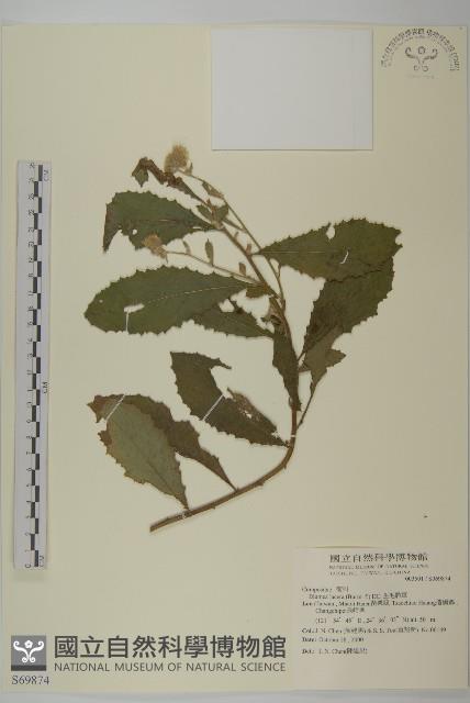 生毛將軍藏品圖，第1張