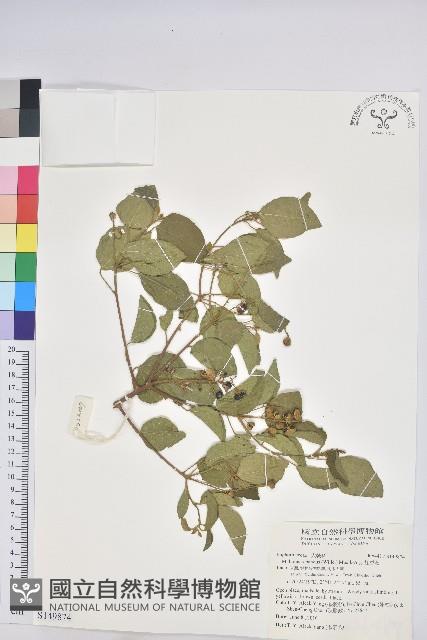 扛香藤藏品圖，第1張