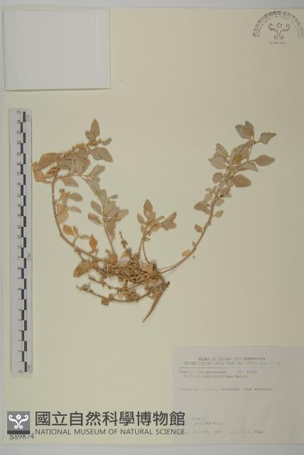 馬氏濱藜藏品圖，第1張