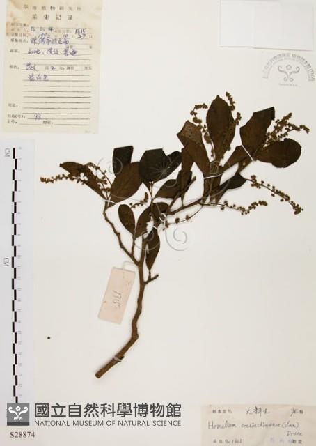 天料木藏品圖，第1張