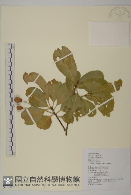 厚葉衛矛, 源一木藏品圖，第1張