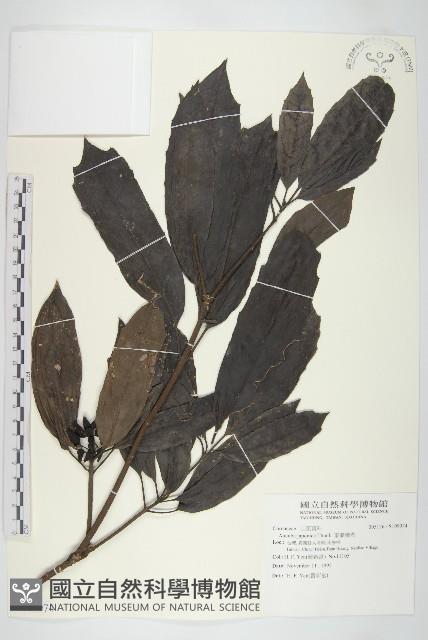 東瀛珊瑚藏品圖，第1張