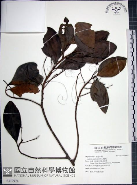 樹杞藏品圖，第1張