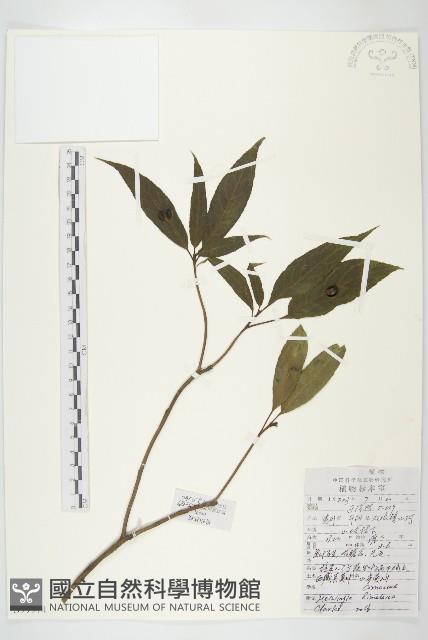 西藏青莢葉藏品圖，第1張