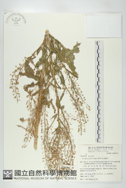 風花菜、球果山芥菜藏品圖，第1張
