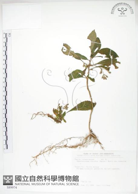 同蕊草、異色線柱苣苔藏品圖，第1張