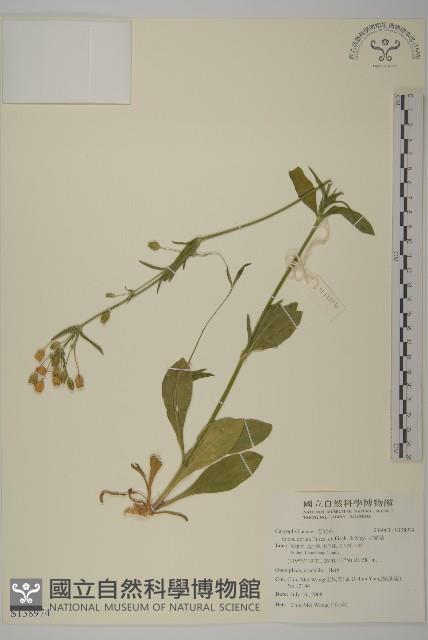 女婁菜藏品圖，第1張