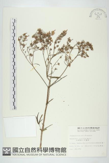 小燈籠草、大還魂藏品圖，第1張