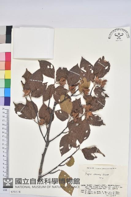 登錄號:S058574藏品圖，第1張