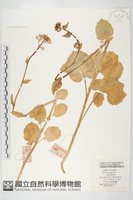 歐洲油菜藏品圖，第1張