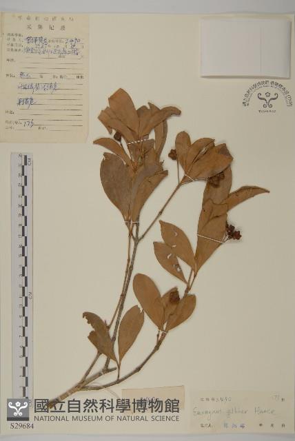 流蘇衛矛、越南衛矛藏品圖，第1張