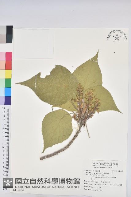 血桐藏品圖，第1張