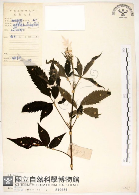 黃荊藏品圖，第1張