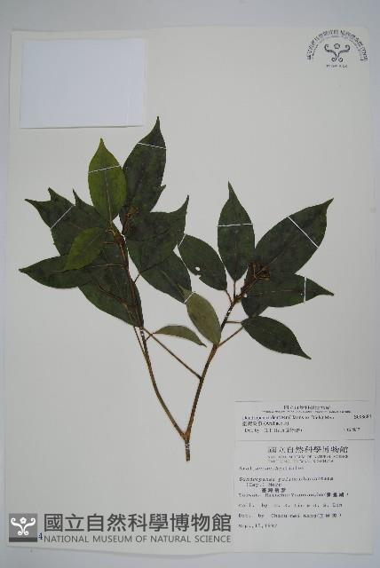 臺灣樹參藏品圖，第1張