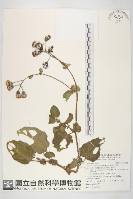 蘭嶼木耳菜藏品圖，第1張