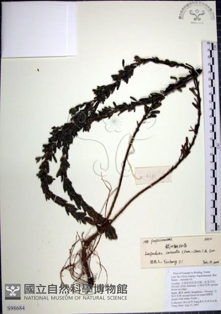 鐵掃帚、千里光藏品圖，第1張