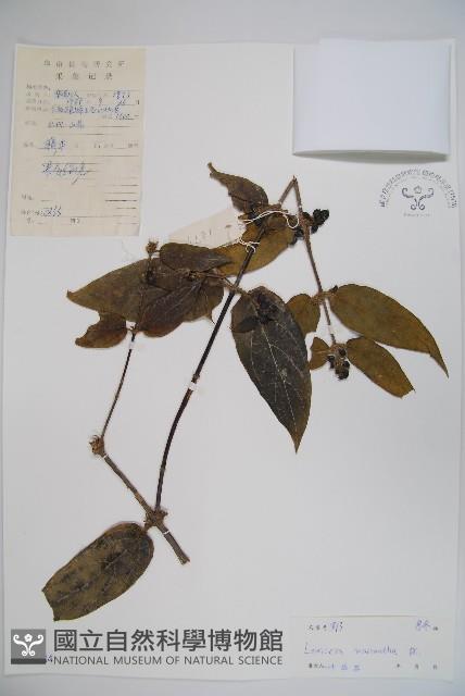 大花忍冬藏品圖，第1張