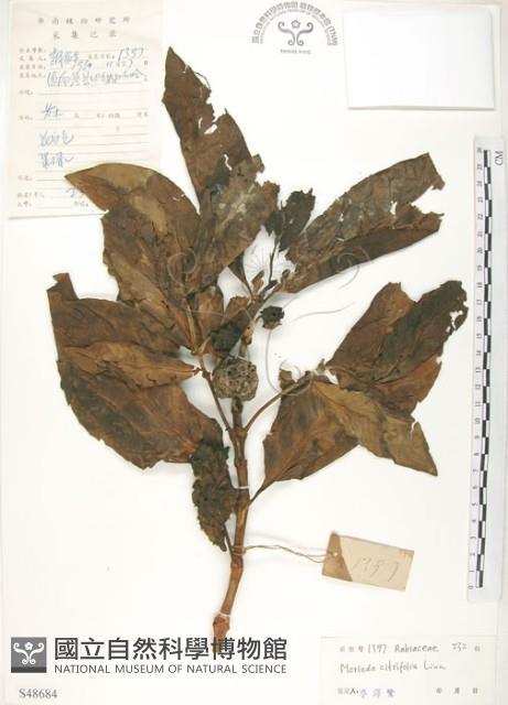 檄樹、諾麗果藏品圖，第1張