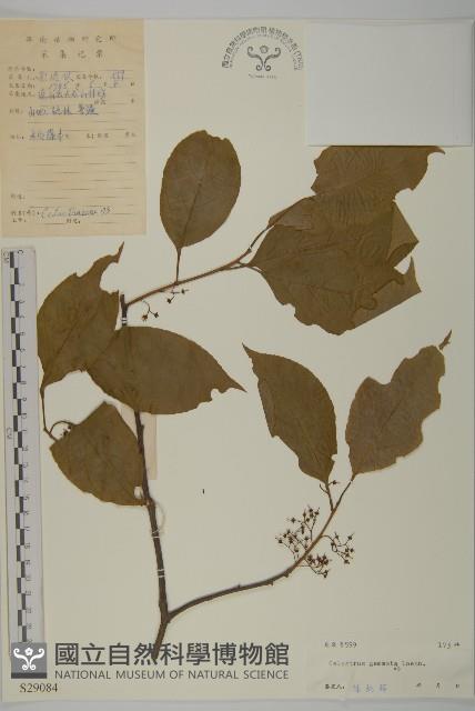 哥蘭葉藏品圖，第1張