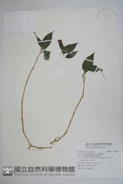 紫花鳳仙花藏品圖，第1張
