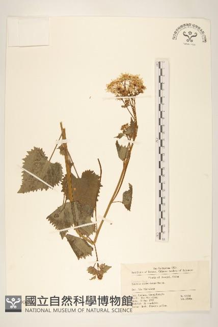 蒲兒根藏品圖，第1張