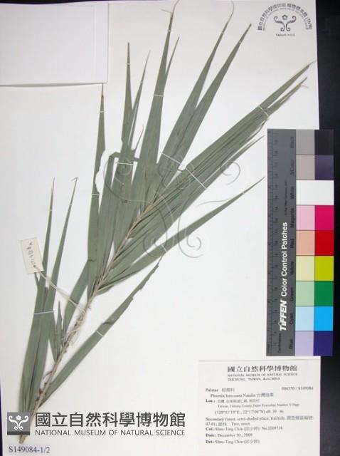 台灣海棗藏品圖，第1張