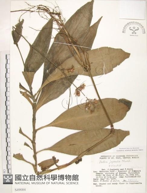 杜若藏品圖，第1張