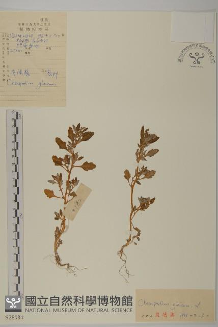 灰綠藜藏品圖，第1張