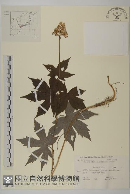 登錄號:S108084藏品圖，第1張